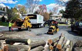 Best Commercial Tree Removal  in Brooklyn Heights, OH