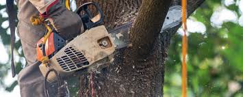 How Our Tree Care Process Works  in  Brooklyn Heights, OH