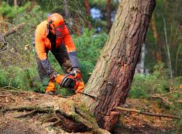 Best Tree Disease Treatment  in Brooklyn Heights, OH