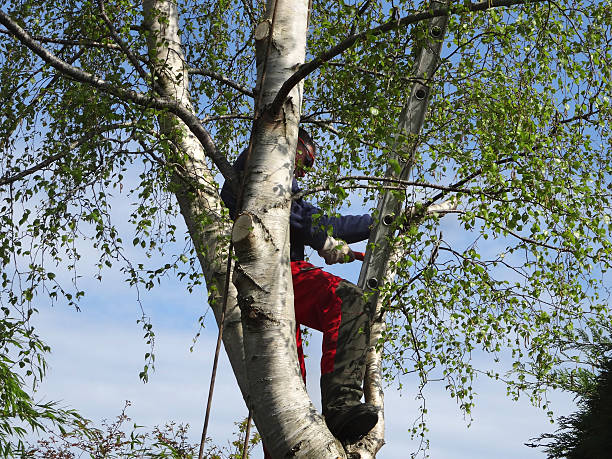 Best Residential Tree Removal  in Brooklyn Heights, OH